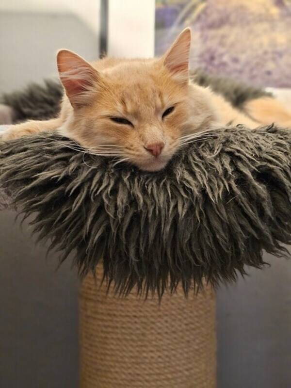 Katt - Huskatten Anton