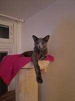 Russian Blue - Mir Russian Blue - Mir