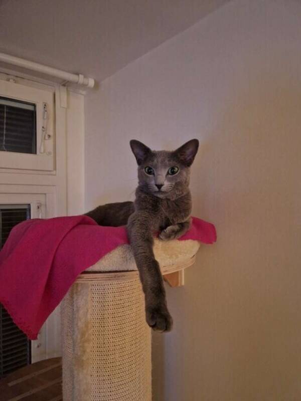 Katt - Russian Blue - Mir