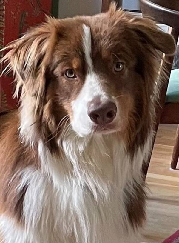 Hund - Aussie med stor utstrlning