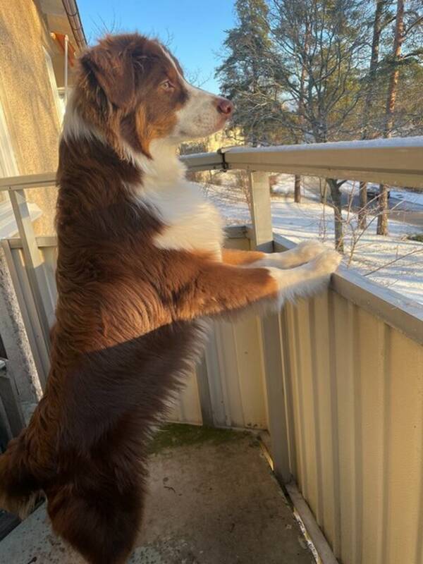 Hund - Aussie med stor utstrlning