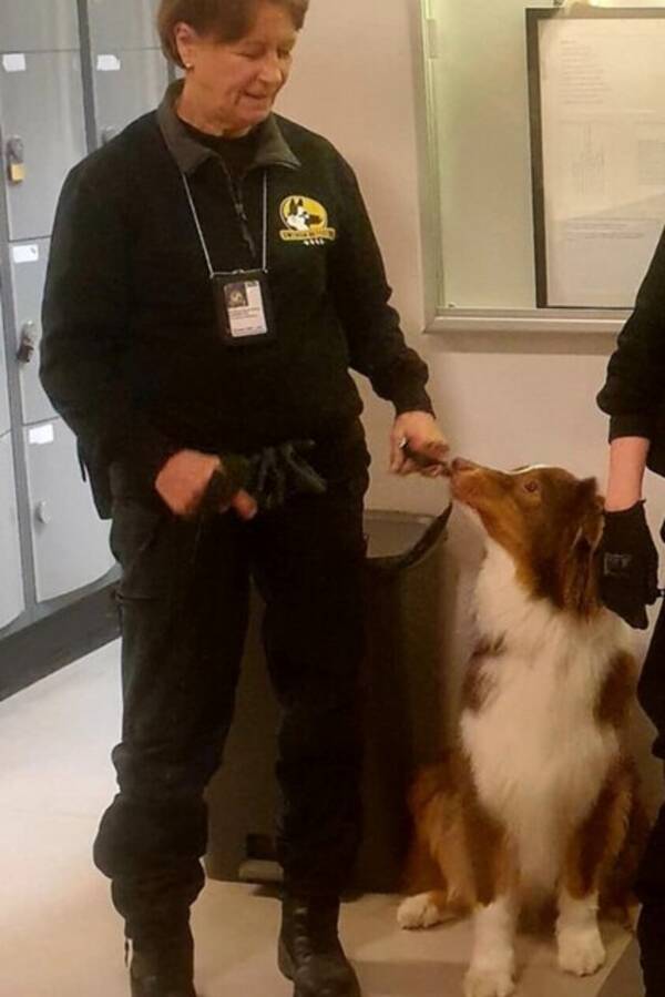 Hund - Aussie med stor utstrlning