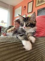 Katten Lillis