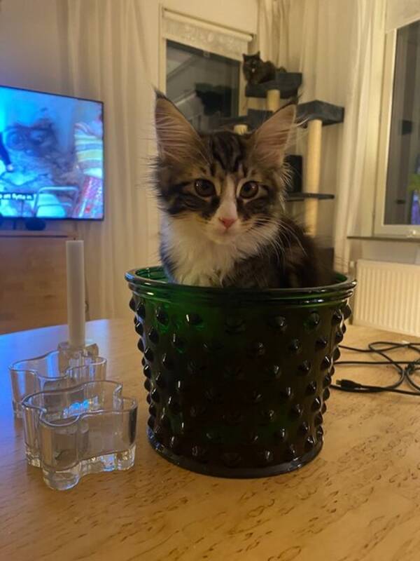 Katt - Katten Lillis