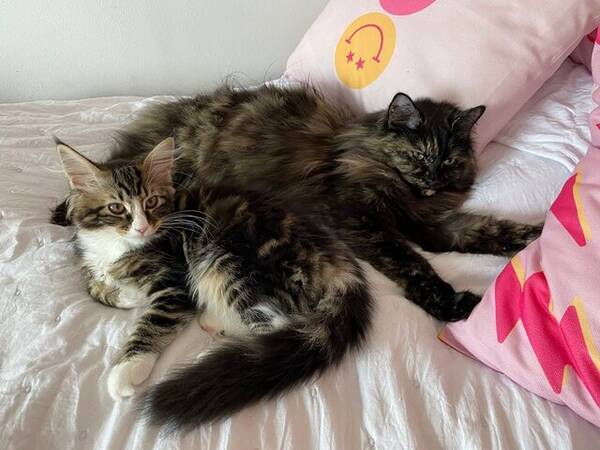 Katt - Katten Lillis