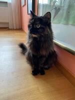 Katten Iris