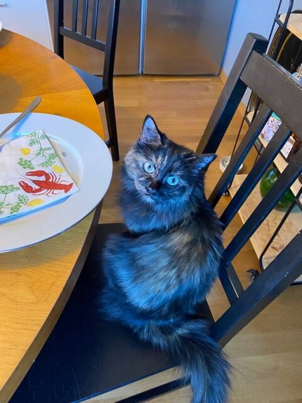 Katt - Katten Iris