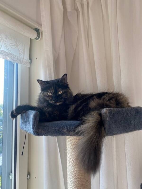 Katt - Katten Iris