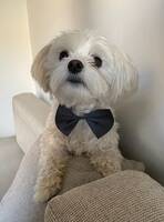 Maltesen Tobi Maltesen Tobi