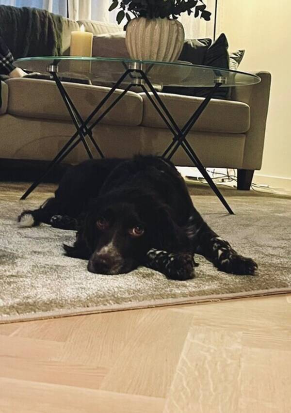 Hund - Tika, Kleiner Mnsterlnder/Wachtel