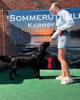 Flag coated retriver
