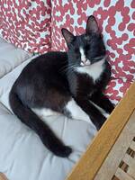 Katten Ludde Katten Ludde