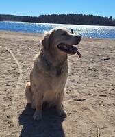 Golden Retriever  Golden Retriever