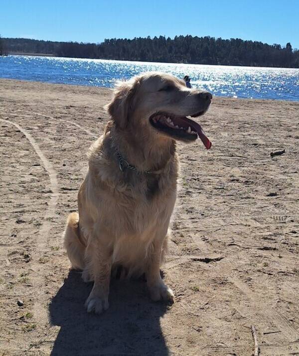 Hund - Golden Retriever  Hund - Golden Retriever