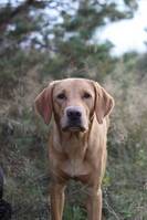 Jaktlabrador Berra