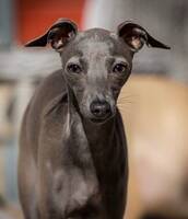 Cava, italiensk mynde Cava, italiensk mynde