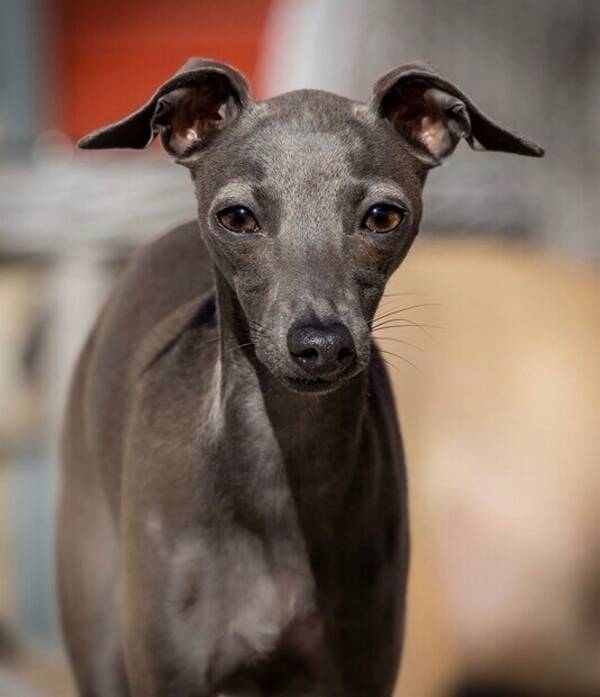 Hund - Cava, italiensk mynde Hund - Cava, italiensk mynde