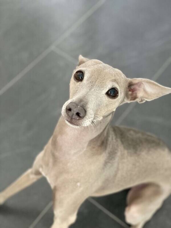 Hund - Una, italiensk mynde