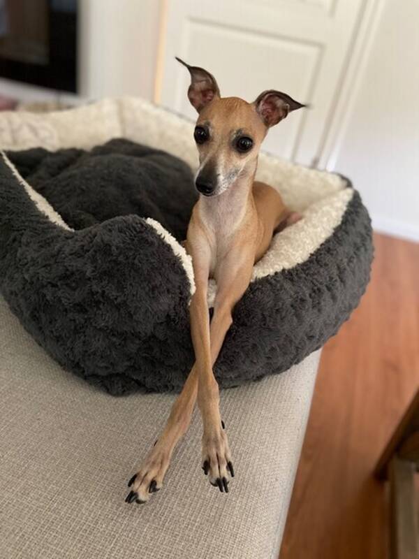 Hund - Lissi, italiensk mynde