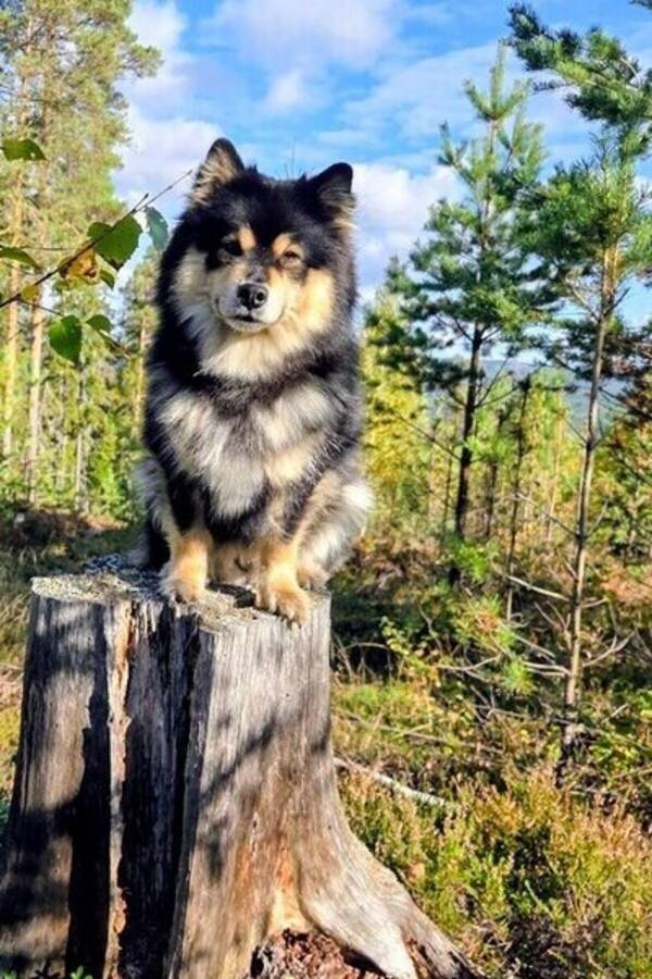 Hund - Disa