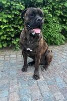 Came Corson Enzo