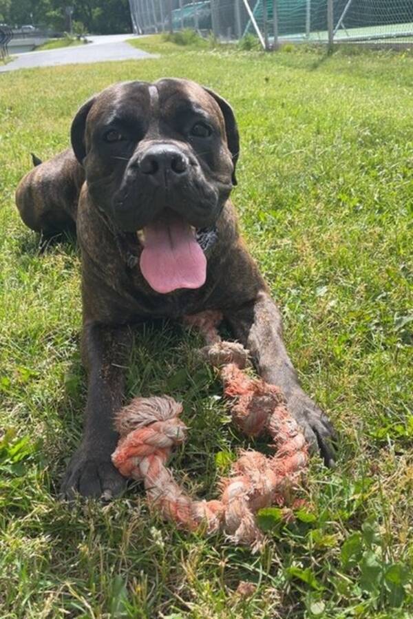 Hund - Came Corson Enzo