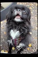 Blandrasen Punchy Blandrasen Punchy