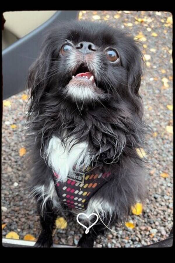 Hund - Blandrasen Punchy