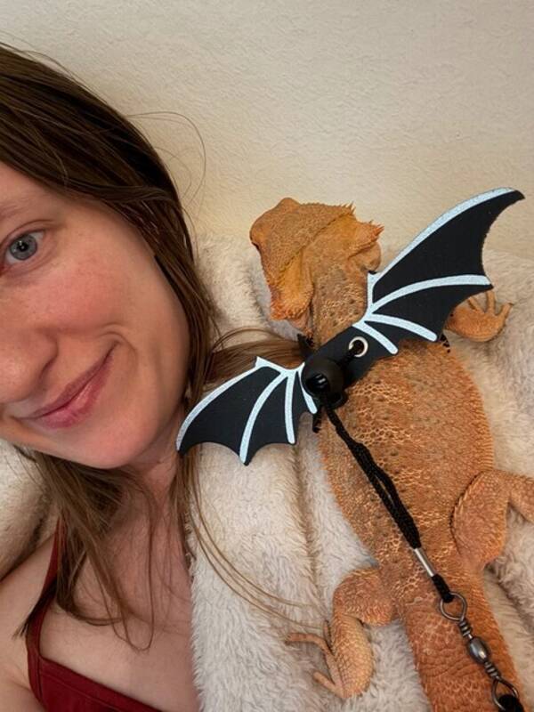 Övrigt - Skäggagamen Toffee Övrigt - Skäggagamen Toffee