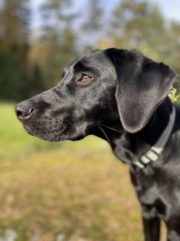 Hund - Labrador retriver  Hund - Labrador retriver