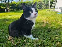 Huskatten Bosse Huskatten Bosse