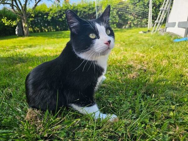 Katt - Huskatten Bosse