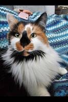 Huskatten Smulan