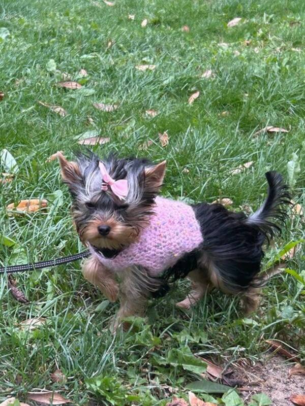 Hund - Gsta