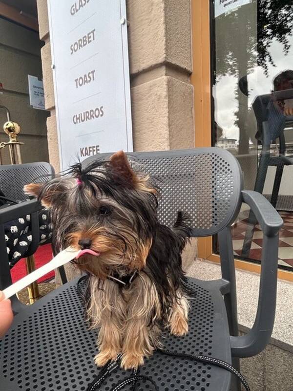 Hund - Gsta