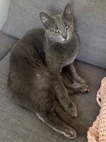 Russian Blue Stella