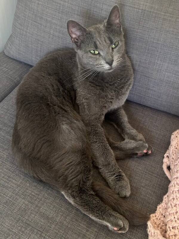 Katt - Russian Blue Stella