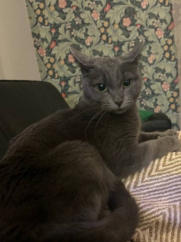 Katt - Russian Blue Stella