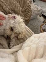 Bichon pudeln Ella Bichon pudeln Ella