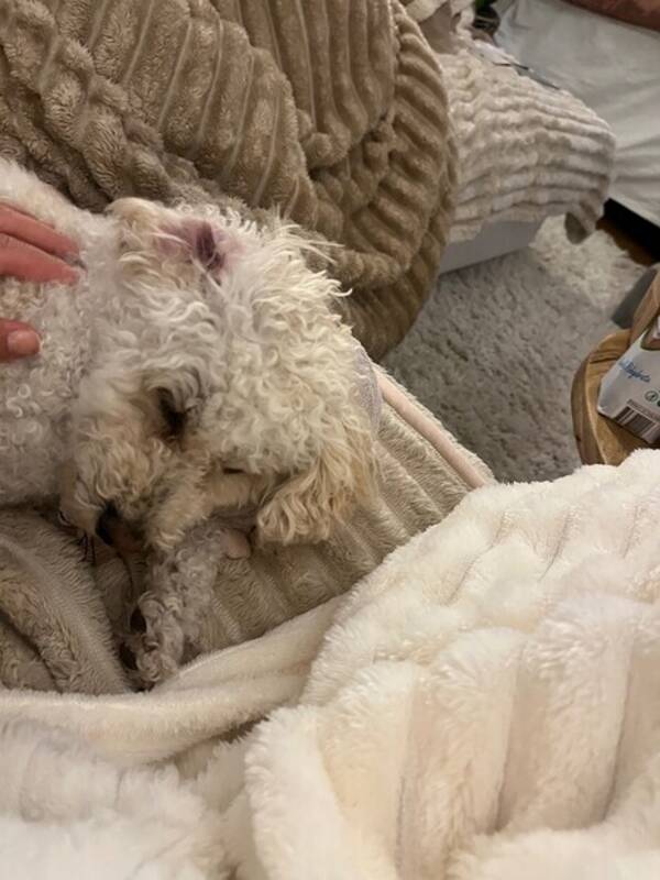 Hund - Bichon pudeln Ella
