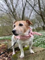 Jack Russel Terrier