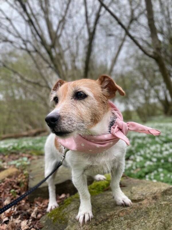 Hund - Jack Russel Terrier