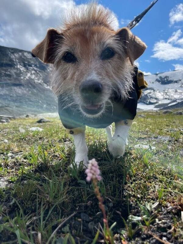 Hund - Jack Russel Terrier
