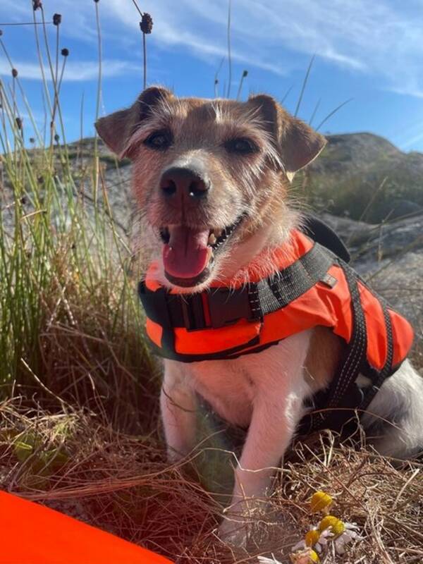 Hund - Jack Russel Terrier