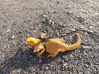 Zilla-Skäggagam  Zilla-Skäggagam