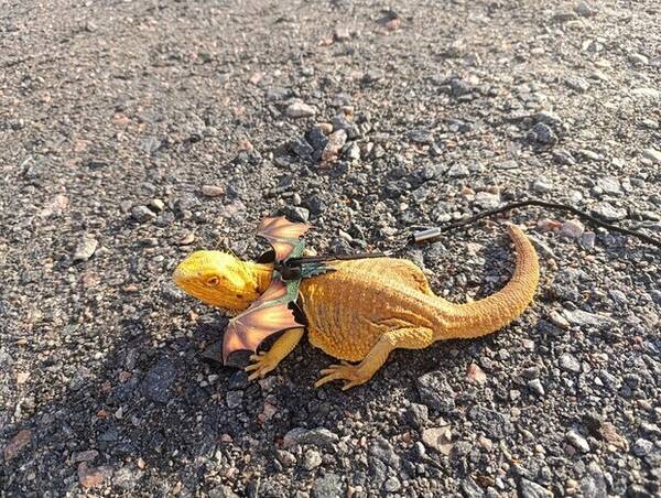 vrigt - Zilla-Skggagam 
