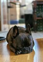 Fransk bulldog  Fransk bulldog