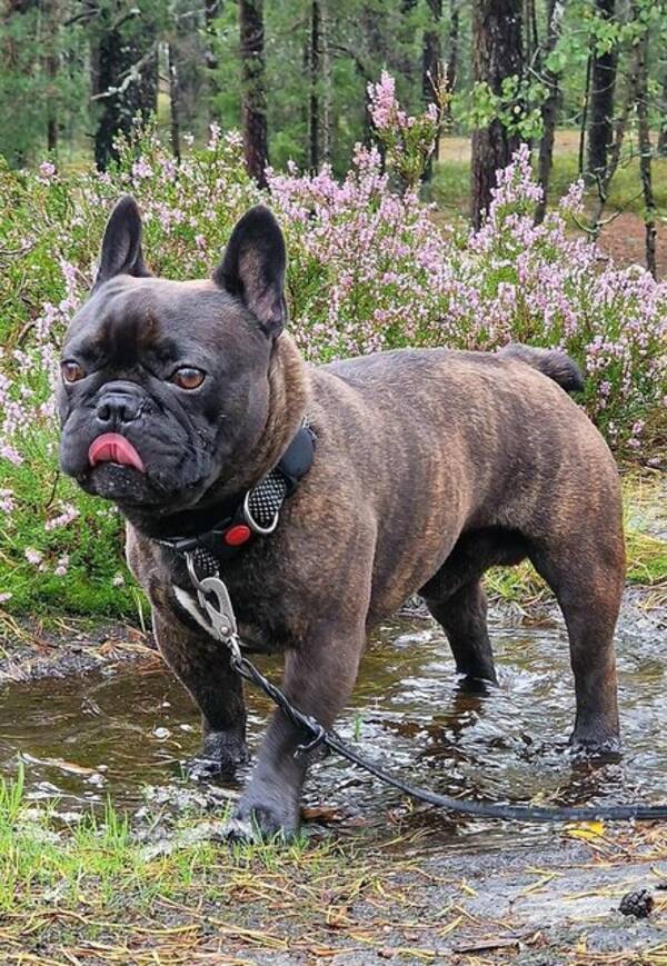 Hund - Fransk bulldog 