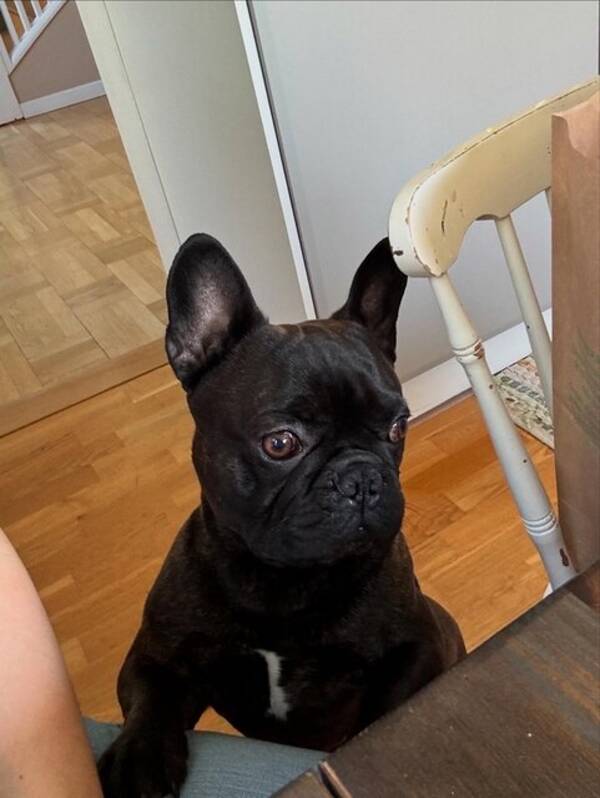 Hund - Fransk bulldog 