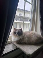 Ragdoll Milo